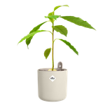 amazing avocado pot blanco lino